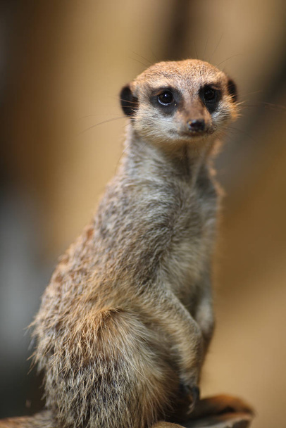 wild suricatta, meerkat animal  - Foto, imagen