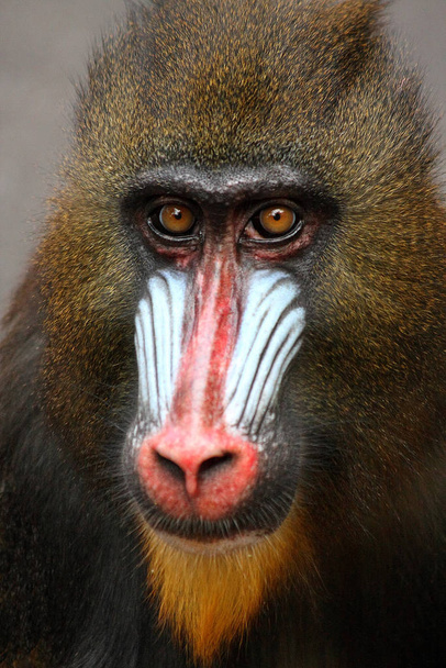 mandrill monkey, wild animal - Foto, Imagen
