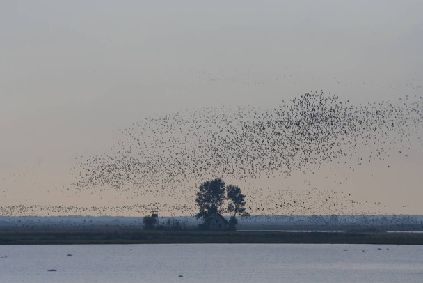 flock of birds flying in sky - Fotoğraf, Görsel