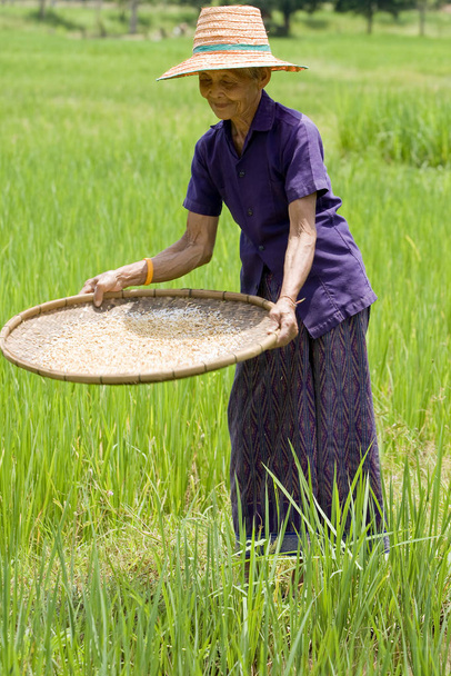 old asian woman sifts rice at the rice field - Fotoğraf, Görsel