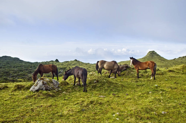 Horses grazing in Pico island, Azores - Фото, изображение