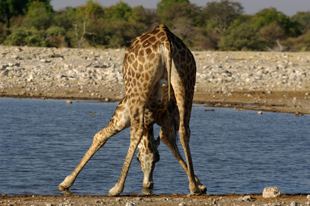 giraffe animal, African herbivore mammal - Fotoğraf, Görsel