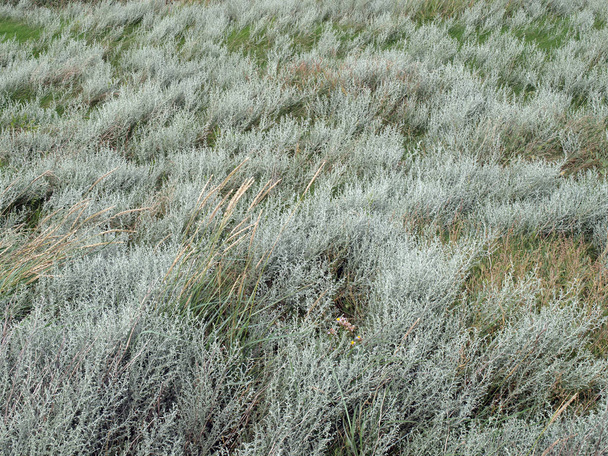 grass in the field  - Photo, Image
