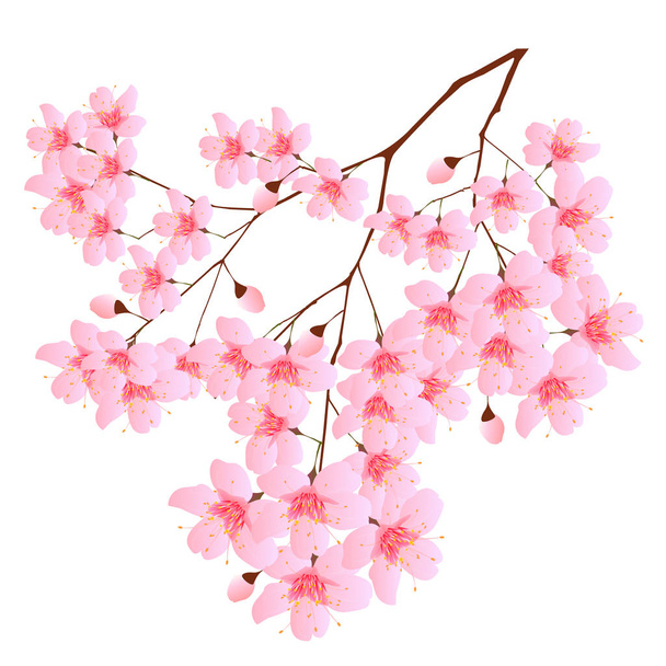 Cherry blossom tree spring icon - Вектор,изображение