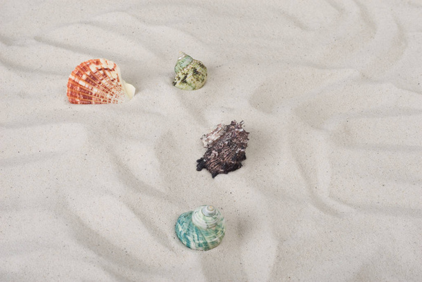 marine seashells, sea shell  - Фото, зображення