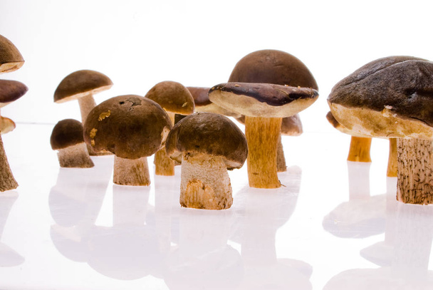 mushrooms, fungus plant, toadstool - Foto, Imagem