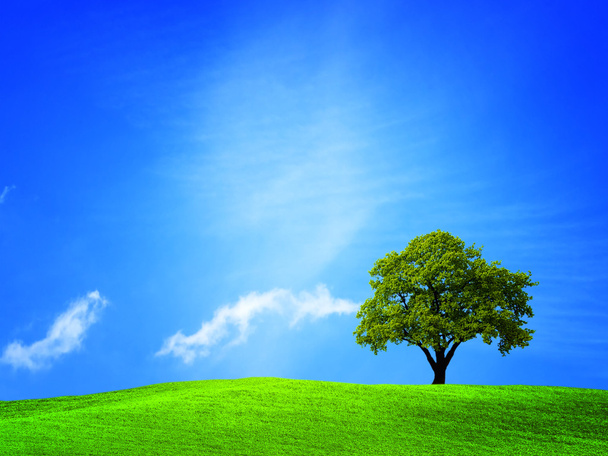 Дерево на зеленом поле
 - Фото, изображение