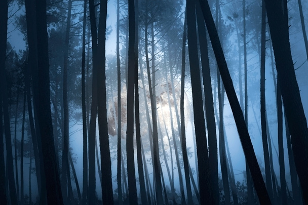 Bosque misterioso
 - Foto, imagen