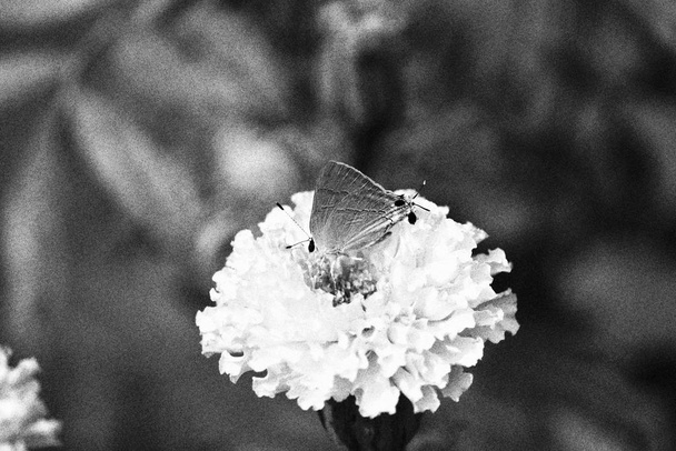 бабочка на Мэриголд цветы закрыть в саду на черно-белом фоне
 - Фото, изображение
