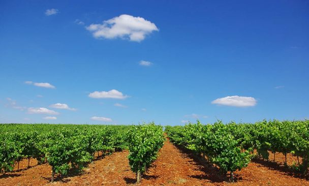 Vineyards agriculture grapevine plants - Φωτογραφία, εικόνα