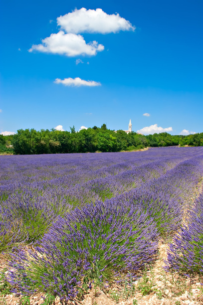 Lavender Field - Photo, Image