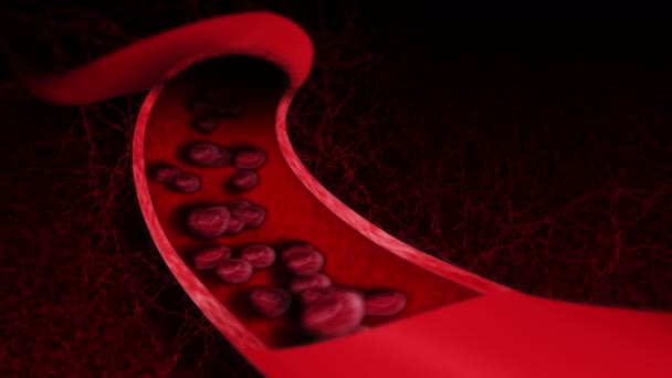 Ihmisen verenkiertojärjestelmä. 3D silmukka animaatio ihmisen verisuonen punasoluja. Terveydenhuollon tunnus
. - Materiaali, video