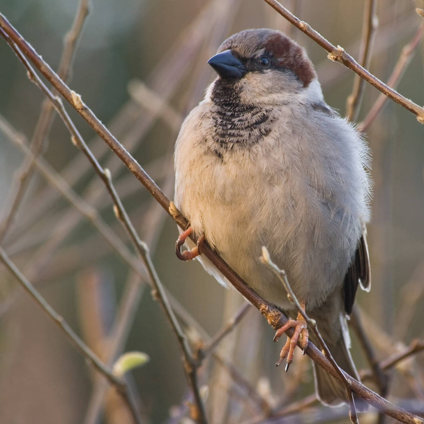 House sparrow in sun - Фото, зображення