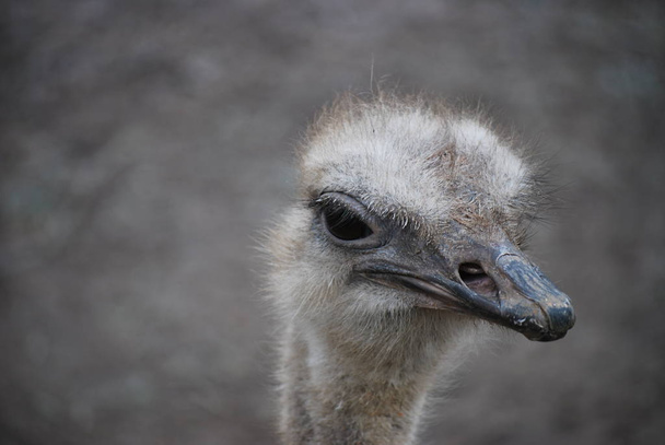 scenic view of beautiful ostriches at nature - Foto, immagini