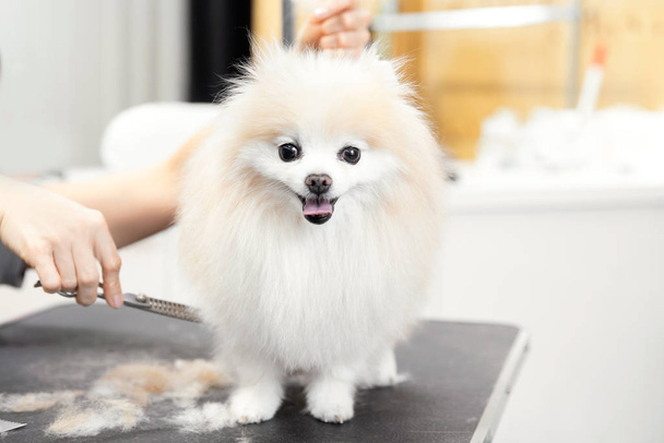 Maître fille toiletteur cisaille petit chien Poméranie spitz avec ciseaux dans le salon de coiffure pour animaux
 - Photo, image