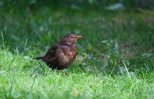 blackbird songbird, ornithology and fauna - 写真・画像