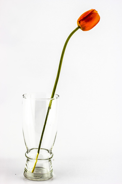 Orange tulips. A green stem. - Fotoğraf, Görsel