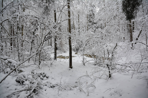 Floresta de Inverno. Floresta árvores, lago coberto de neve
. - Foto, Imagem
