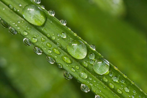 Green leaf with drops of rain - Foto, afbeelding