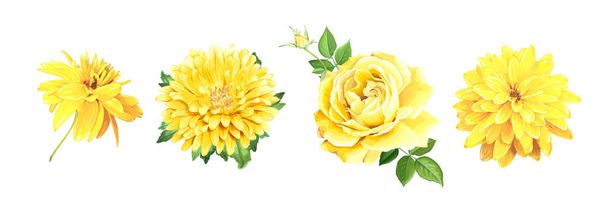 Set yellow flowers - Vector, Image
