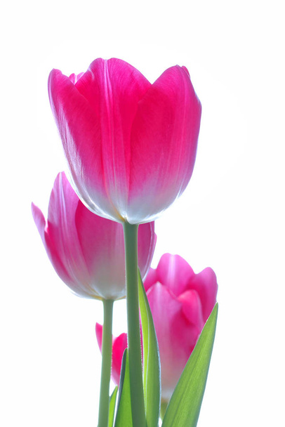 Tulips isolated on white - Photo, Image
