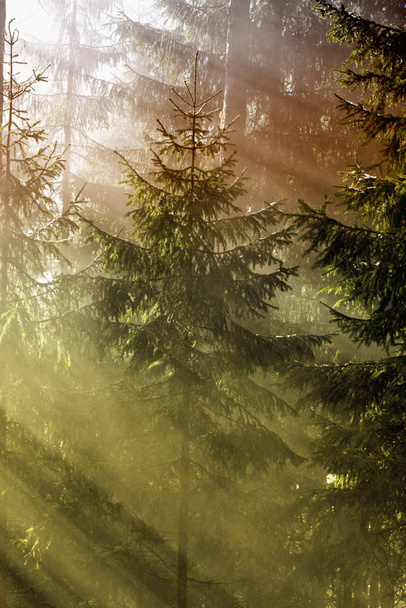 sunrays near the forest - Fotoğraf, Görsel