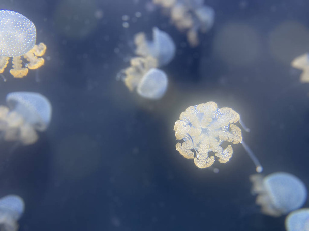 Dancing Phyllorhiza punctata jellyfish in the water. also known as the floating bell, Australian spotted jellyfish, brown jellyfish or the white-spotted jellyfish. - Φωτογραφία, εικόνα