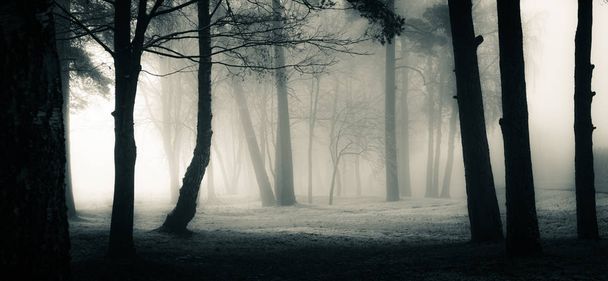 A spooky scenery of a trees. Halloween themed landscape. Foggy morning during the first snow. - Photo, Image