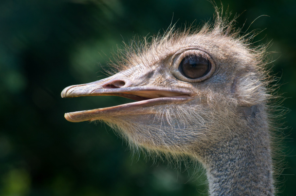ostrich head close - Фото, изображение