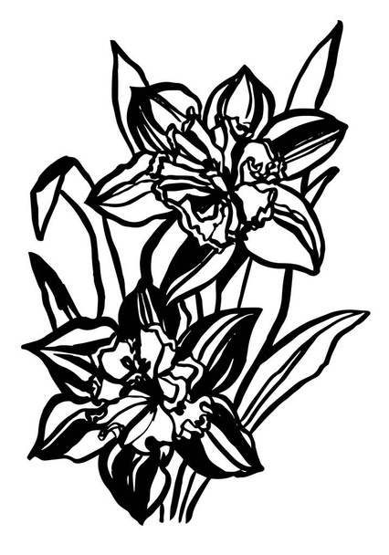 Set of line drawing narcissus, vector illustration - Vektor, obrázek