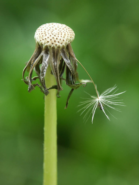 beautiful view of natural dandelion flower - Foto, Imagen