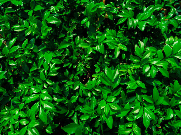 Zielone rośliny w przyrodzie, Na zewnątrz kształt piękny liść zielony - Zdjęcie, obraz