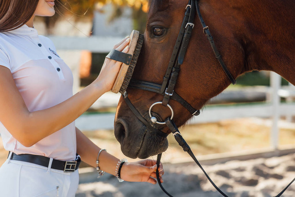 woman hands combing horse, selective focus - Foto, Imagen