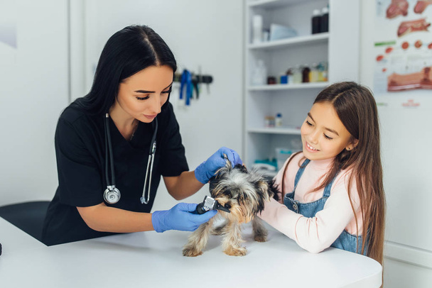 Beautiful vet and small girl at vet clinic examining little Yorkshire Terrier - Photo, image