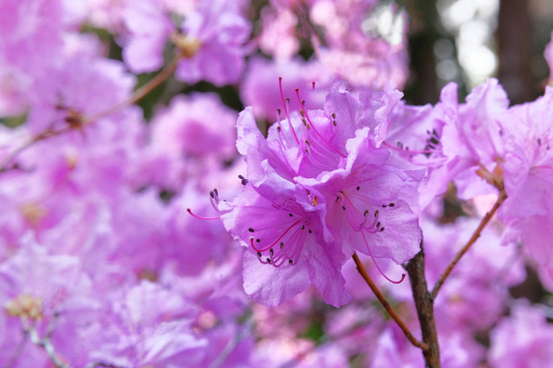 Rhododendron is blooming in arboretum, close up. Violet gentle flowers is growing in garden. Landscaping and decoration in springtime season. - Фото, изображение