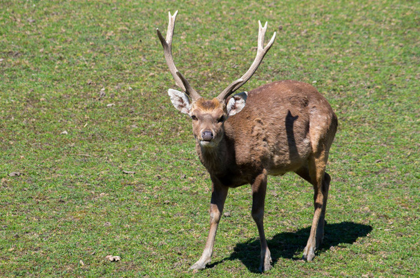 Sika deer male  - Photo, Image