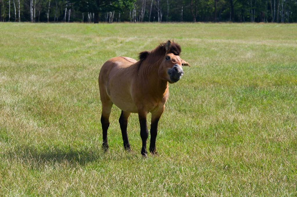 Przewalski's horse male - Photo, Image