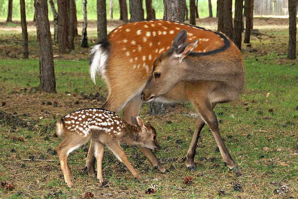deer, mammal animal in nature - Φωτογραφία, εικόνα