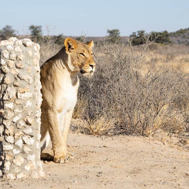 жіночі лев
 - Фото, зображення