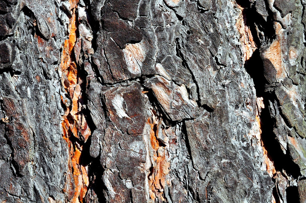 Texture of a pine tree - Photo, Image