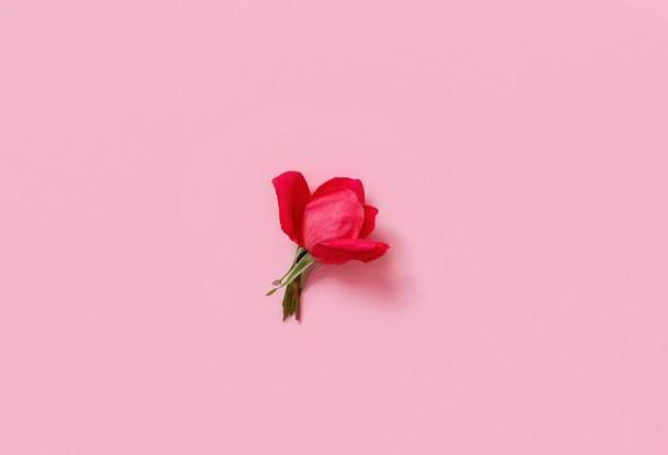 Punainen ruusu vaaleanpunaisella taustalla
 - Valokuva, kuva