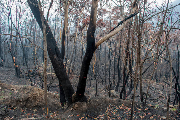 Australian bushfires aftermath: burnt eucalyptus trees damaged by the fire - Photo, Image