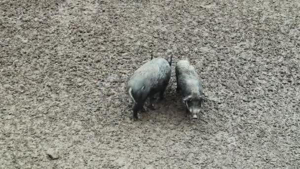 Zwei Wildschweine graben im Schlamm nach Nahrung und Futter im Wald. ein Allesfresser, nicht wiederkäuendes Säugetier der mittelgroßen Wildschweingattung, das auf einem schmutzigen Feld spaziert. - Filmmaterial, Video