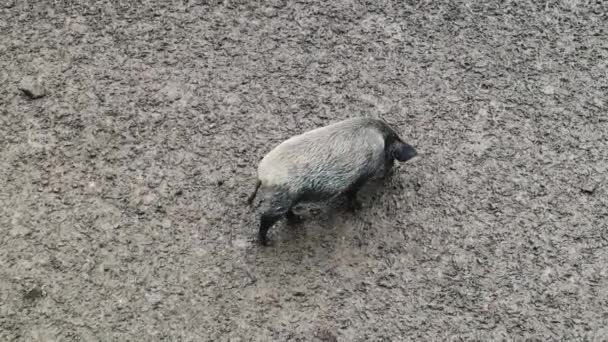 Bir vahşi, kirli ve ıslak yaban domuzu yiyecek bulmak için beş sentle toprağa gömülür. Omnivore artiodactyl, geveze olmayan yaban domuzu memeli. - Video, Çekim