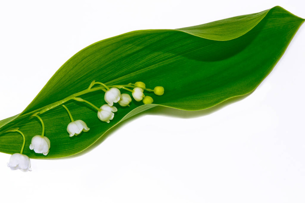 Цветок ландыша на белом фоне
 - Фото, изображение