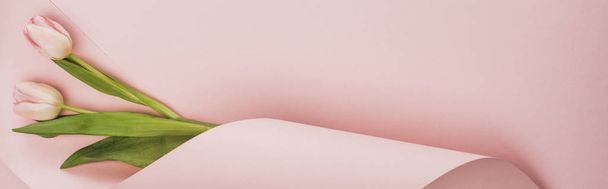 top view of tulips wrapped in paper on pink background, panoramic shot - Foto, Bild