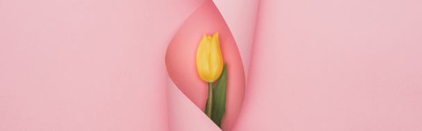 widok z góry żółty tulipan zawinięty w papierowy wir na różowym tle, zdjęcie panoramiczne - Zdjęcie, obraz