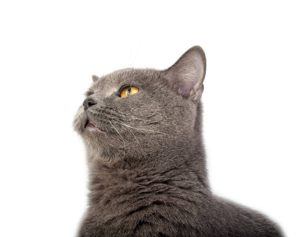 Pretty fluffy blue gray british cat isolated on the white - Photo, Image