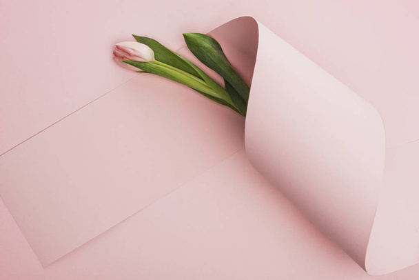ylhäältä näkymä kevään tulppaani kääritty paperi pyörre vaaleanpunainen tausta
 - Valokuva, kuva