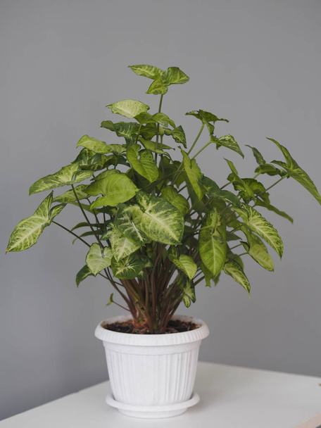Syngonium liana with a bright upper side of the leaves at home. Home plants in the winter garden. Evergreens. - Foto, Imagen